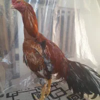 خروس لاری نسل