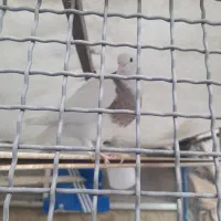 کفتر یا کبوتر