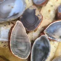 مجموعه سنگ انگشتر سلیمانی کبود جاسپر سبز