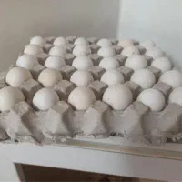 تخم مرغ گلین لری