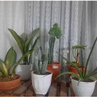 گل و گیاه|گل و گیاه طبیعی|رباطکریم, رباطکریم|دیوار