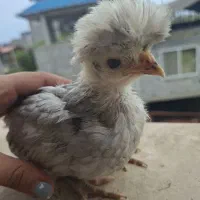 جوجه