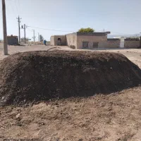 کت حیوانی
