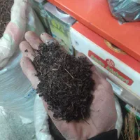 چای خوش عطر خوش طعم شمال