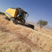 فروش جو پاییزه دیم و گندم ابی رقم پیشگام و گندم|خدمات باغبانی و درختکاری|سجاس رود, |دیوار