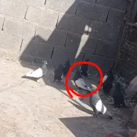 پرنده
