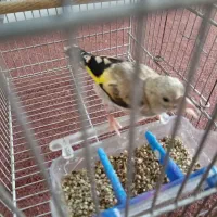 سهره معاوضه