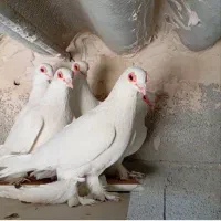 کبوتر