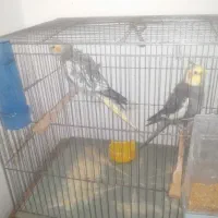 عروس هلندی|پرنده|مسجد سلیمان, |دیوار