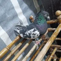 نره مست سرته سیاه