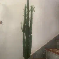 افوربیا