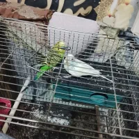 پرنده مرغ عشق