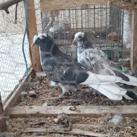 کبوتر عتیقه|پرنده|ایرانشهر, |دیوار