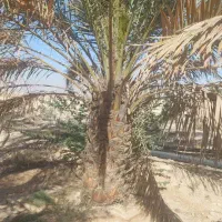 برش نخل و درخت