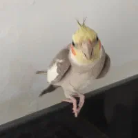 عروس هلندی نر|پرنده|قزوین, |دیوار