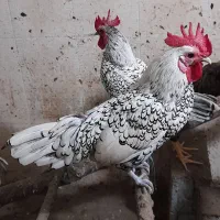 فروش خروس سیبرایت|حیوانات مزرعه|ری, ولی آباد|دیوار