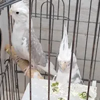 عروس هلندی جفت آلبینو دوکت آلبینو