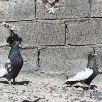 کفتر شهری و...|پرنده|ارژن, |دیوار