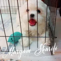 سگ شیتزو  کراس