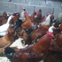 مرغ و خروس محلی|حیوانات مزرعه|دالخانی, |دیوار