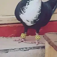 کفتر لوک پریده