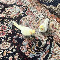 جفت عروس هلندی مولد ب شرط