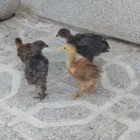 فروش جوجه