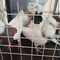 طوق|پرنده|کرمانشاه, |دیوار