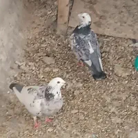 5کفتر پلاکی فروش فوری