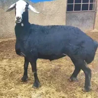 خریدوفروش بره نروماده قوچ و...