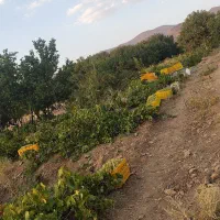 فروش باغ انگور و درختان میوه و زمین کشاورزی|فروش دفتر صنعتی، کشاورزی، تجاری|خنداب, |دیوار