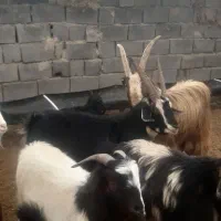 بزغاله دوبری