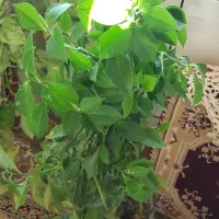 شاخ بزی پدیلانتوس دم موشی خرگوشی|گل و گیاه طبیعی|قم, دورشهر|دیوار