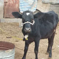 گاو ماده