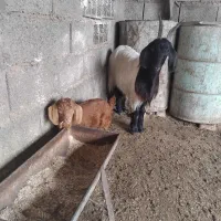 بز بزغاله دار. گوسفند.