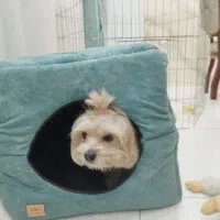 شیتزو تریر اصل|سگ|کرمانشاه, |دیوار