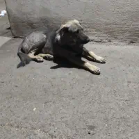 سگ پژدر توله