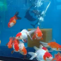 ماهی|ماهی|تربت‌حیدریه, حسنی بالا|دیوار