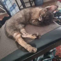 پیشی|گربه|نیشابور, بنیاد شهید|دیوار