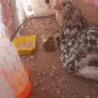 مرغ گلین ریشو با جوجه