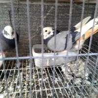 سه عدد|پرنده|اصفهان, ارزنان|دیوار