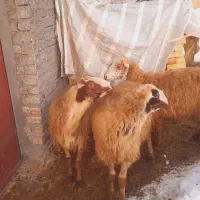 کاور برآن و دو عدد میش سارال