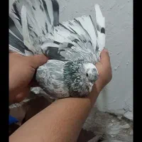 نر سرور غریب گیر|پرنده|شهریار, شهرک شاهد|دیوار