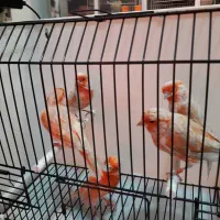 قناری رسمی بلند فری گلاستر موزاییکی