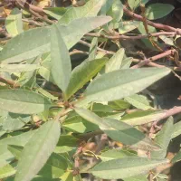 آغاز فروش نهال بادام درنهالستان قنبری|گل و گیاه طبیعی|ارومیه, |دیوار