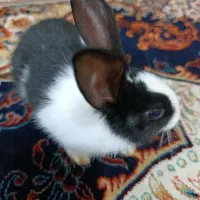 خرگوش یک ماه و نیمه