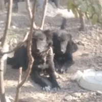 دوقلاده توله سگ قدرجونی