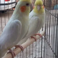 پول لازم هستم