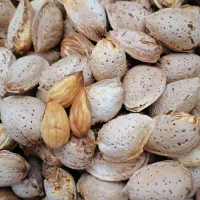 بادام گوست کاغذی