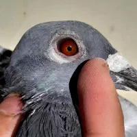 ی نر مگس پلاکی